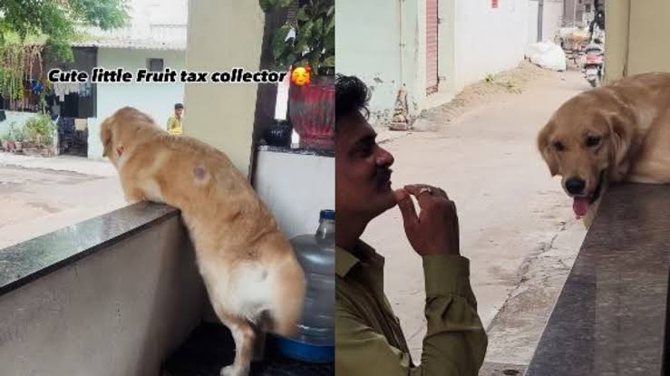 golden retriever fruit seller video